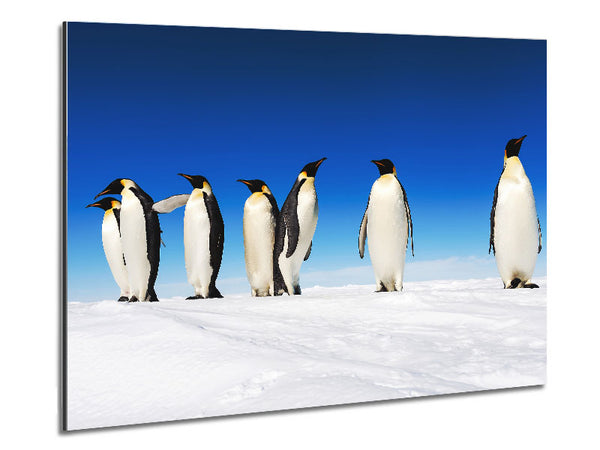 Penguin Gossip Metal Print