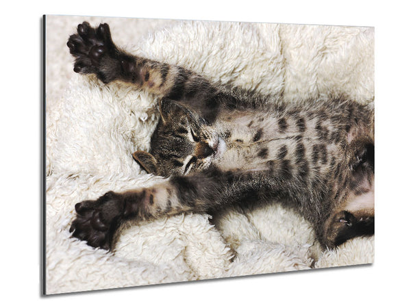 Katzenschläfchen