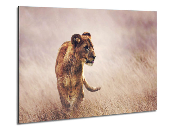 Lioness Teen Metal Print
