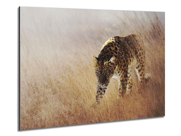 Prowling Leopard Metal Print