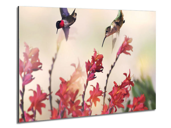 Hummingbird Delight Metal Print