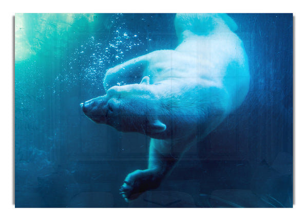 Eisbärenschwimmen