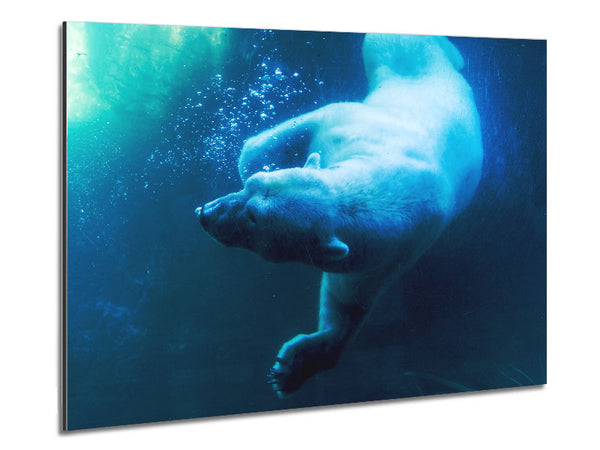 Eisbärenschwimmen