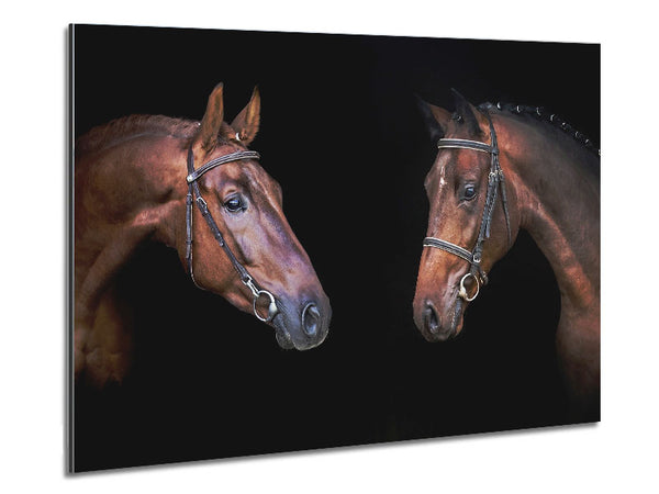 Horse Duo Metal Print
