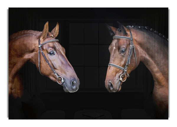 Pferdeduo
