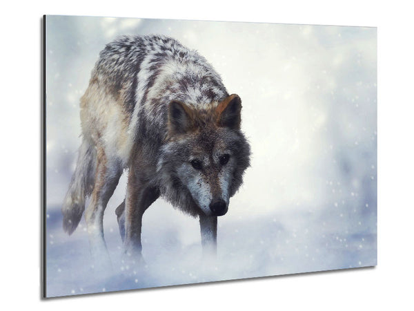 Prowling Wolf Metal Print