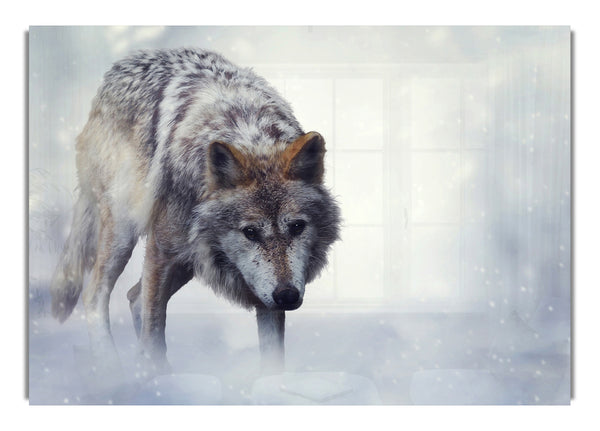 Herumstreunender Wolf