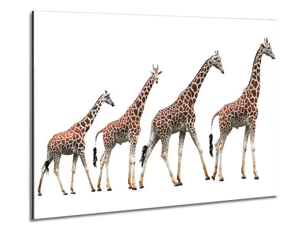 Giraffe Lineup Metal Print
