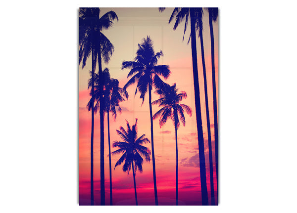 Californian Palm Trees