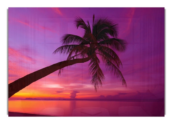 Palm Tree Skies