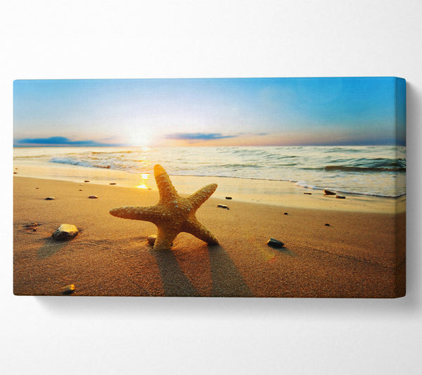 Starfish Sun Glow