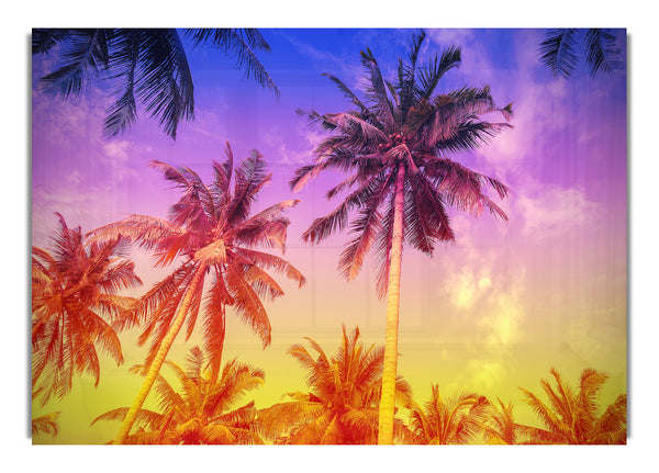 Palm Tree Paradise