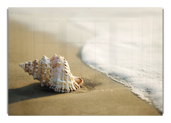 Ocean Shell