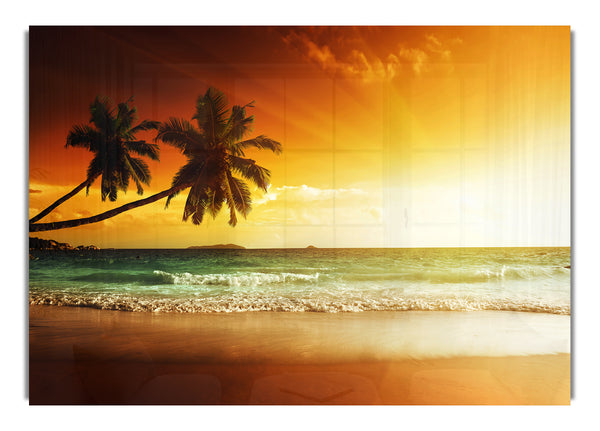 Ocean Sun Beam Palms