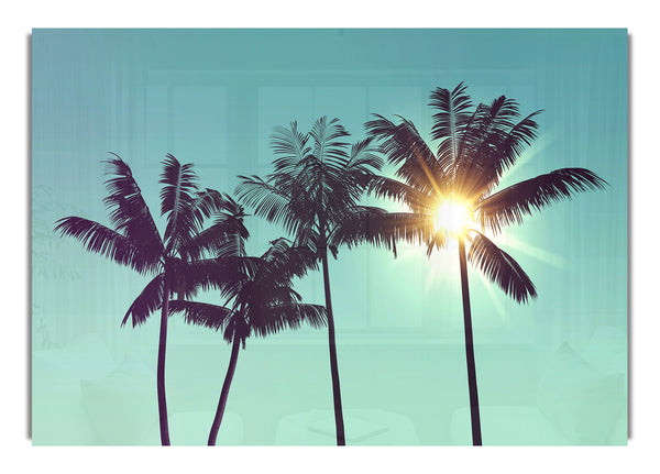 Sun Through The Palm Tree Skies