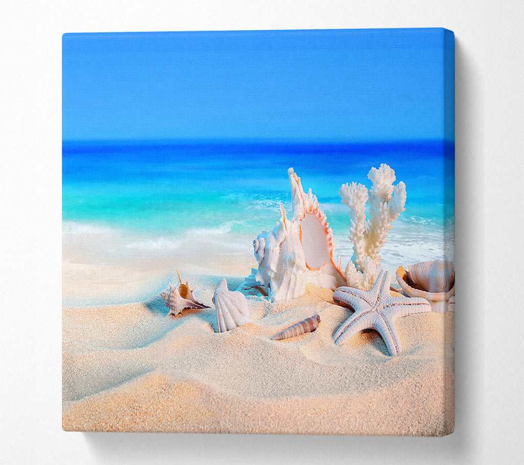 A Square Canvas Print Showing Perfect Ocean Shells Square Wall Art