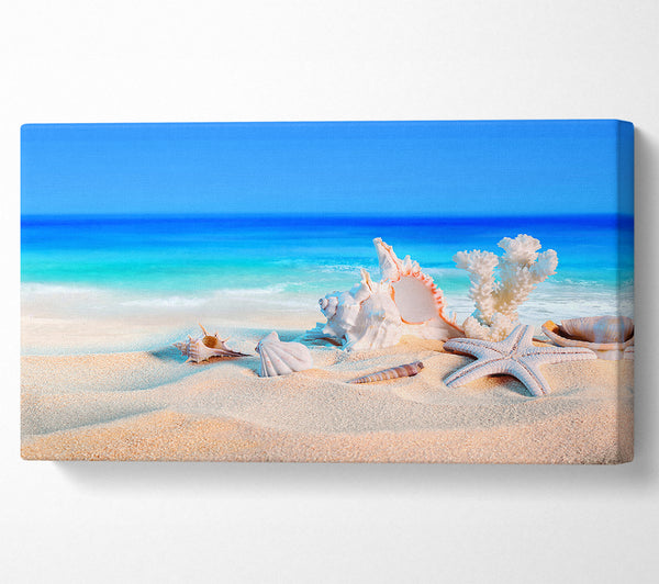 Perfect Ocean Shells