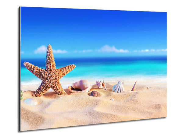 Shells In The Ocean Sands Metal Print
