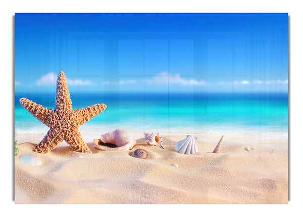 Shells In The Ocean Sands