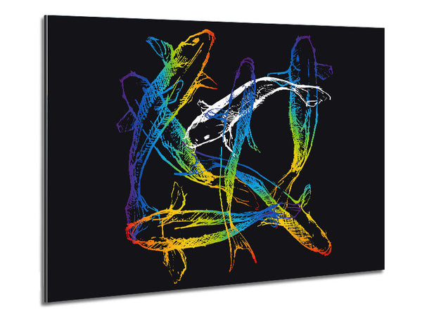 Japanischer Regenbogen-Koi