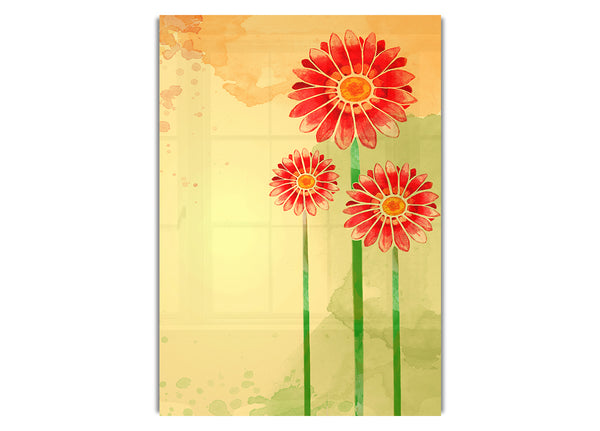 Trio Of Daisies