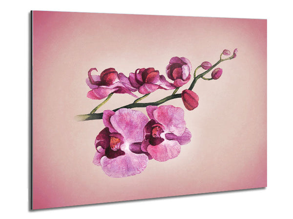 Rosa Orchidee