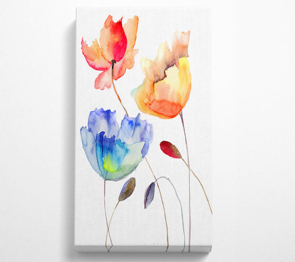 Mohn Aquarell