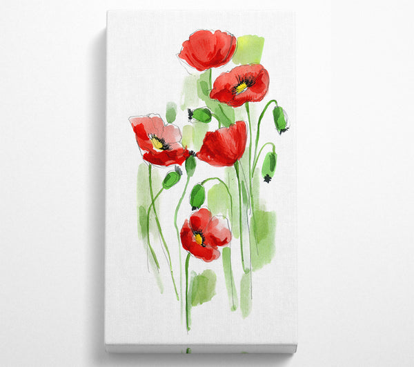 Mohnblumen in Blüte
