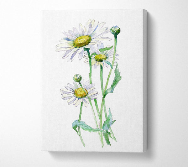 Picture of Daisy Center Canvas Print Wall Art