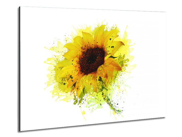 Sunflower Splash 1