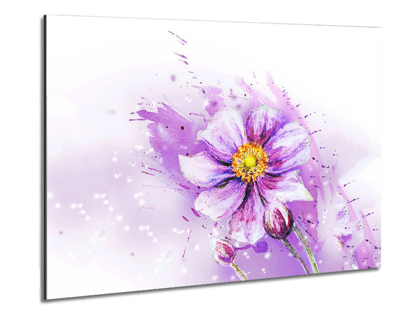 Lila Gänseblümchenblüte