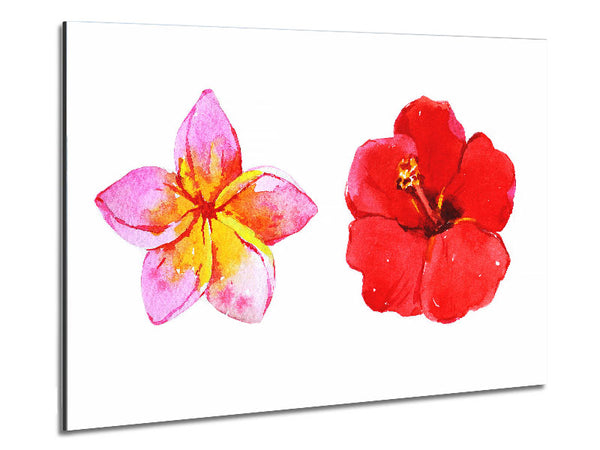 Amaryllis Beauty Metal Print
