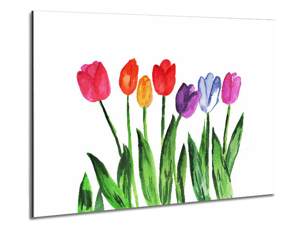 Tulip Rainbow Metal Print