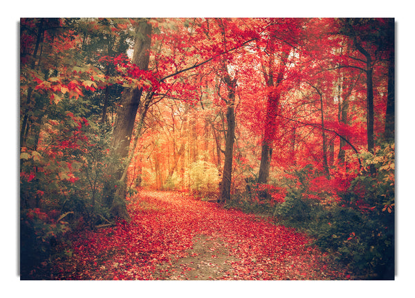 Red Tree Walk