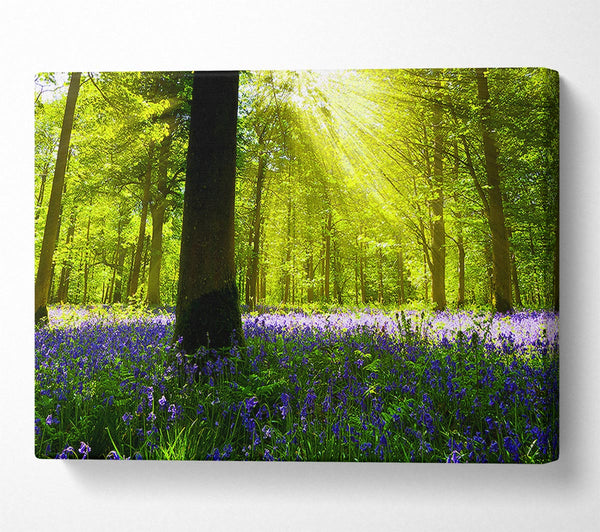 Picture of Bluebell Sun Blaze Canvas Print Wall Art