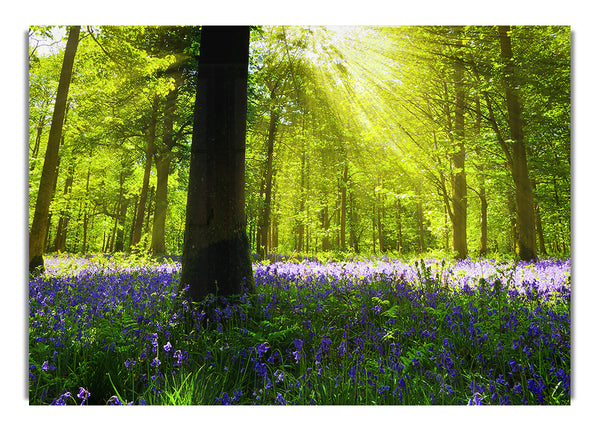 Bluebell Sonnenbrand