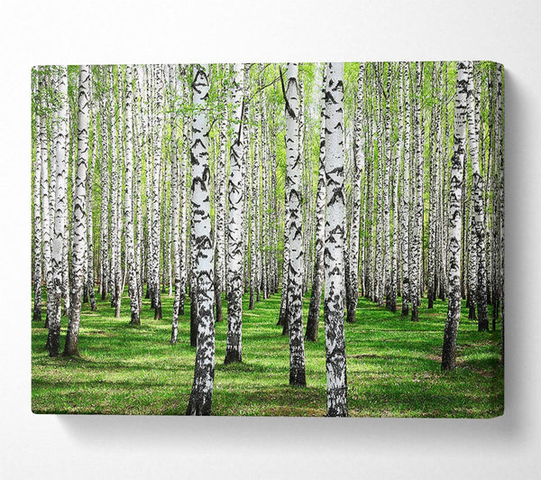 Picture of Silver Birch Beauty Canvas Print Wall Art