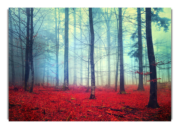 Nebel im Roten Wald