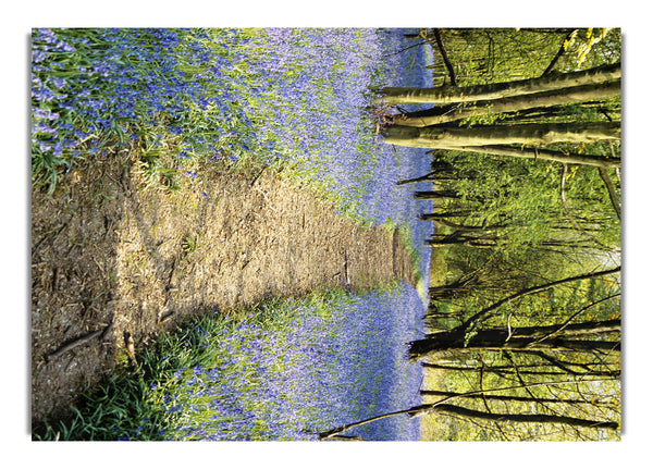 Bluebell-Pfad