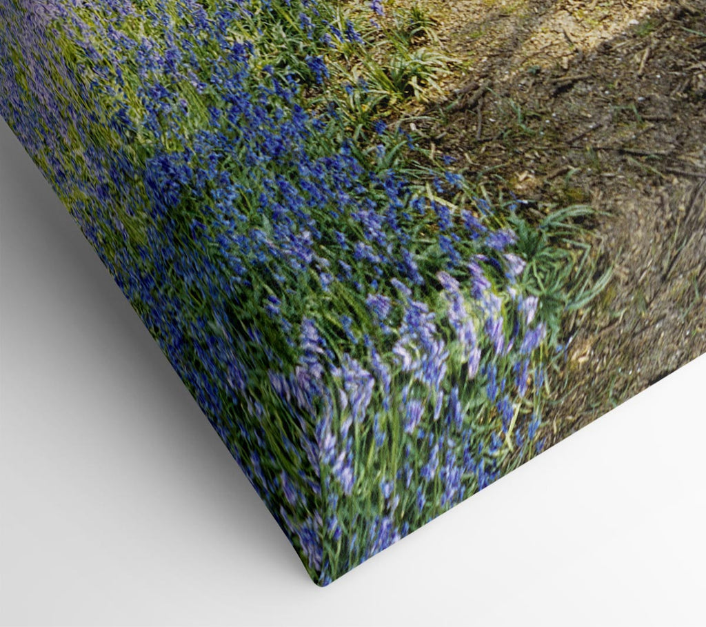 Picture of Bluebell Path Canvas Print Wall Art