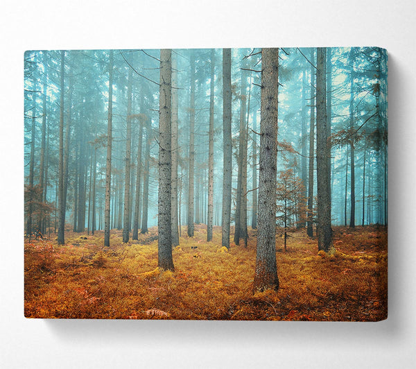 Picture of Misty Forest Glow Canvas Print Wall Art