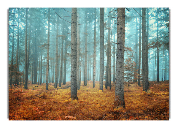 Nebeliges Waldglühen