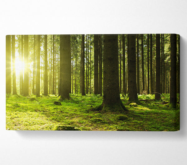 Green Sun Beam
