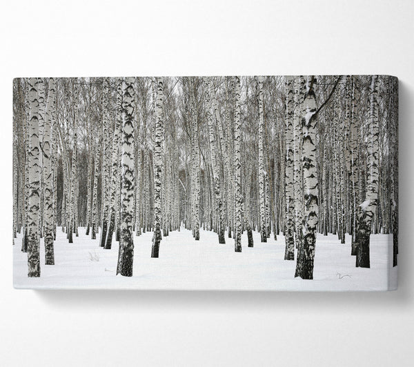 Silver Birch Trees In The Snow