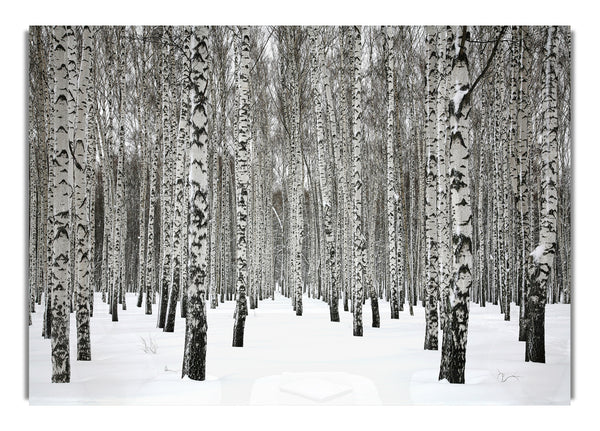 Silver Birch Trees In The Snow