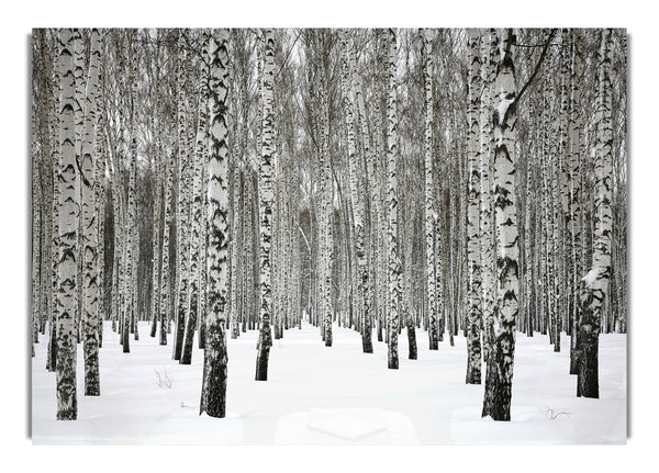 Silber-Birken im Schnee