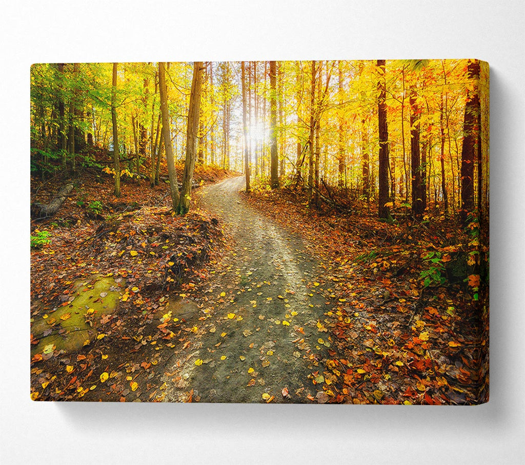 Picture of Path To The Sun 1 Canvas Print Wall Art
