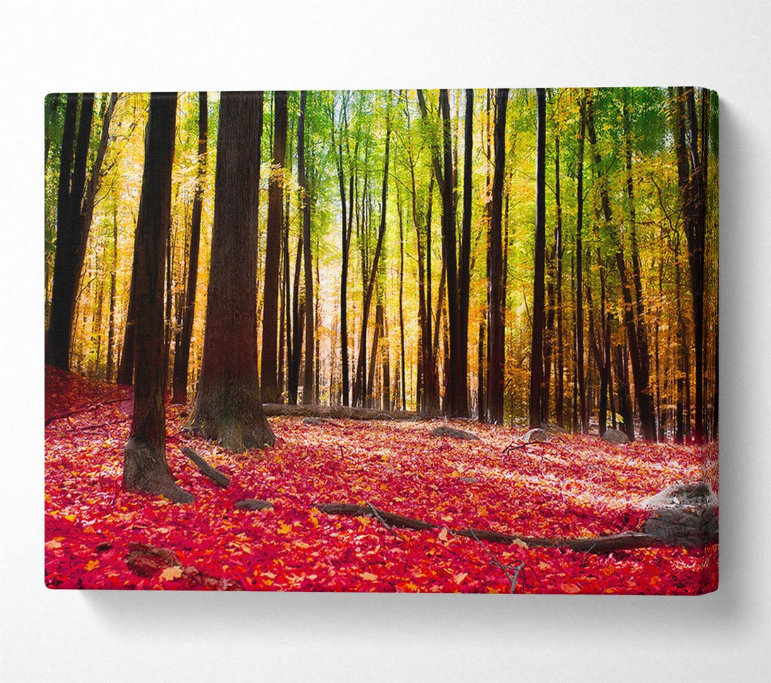 Picture of Autumn Leaves Canvas Print Wall Art