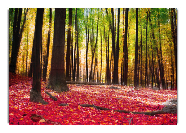 Herbstblätter