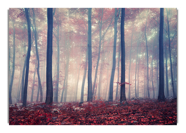 Misy In The Red Forest